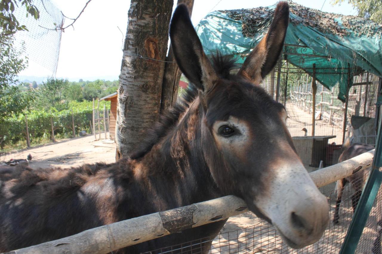 Vo Agriturismo La Rocciaヴィラ エクステリア 写真
